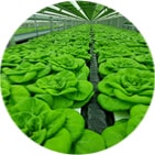 Image of Butterhead Lettuce