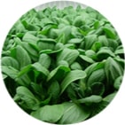 Image of Pagero Lettuce