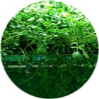 Image of Water Cress