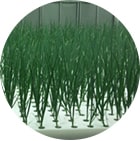 Image of Spring Onion