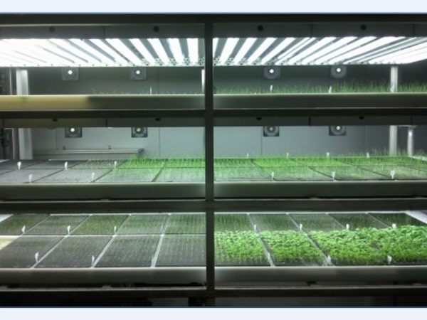 Image of cultivation room of N vertical farm company