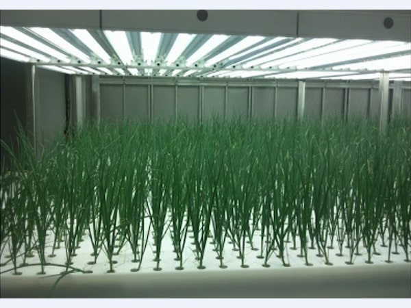 Image growing spring onions in N vertical farm company