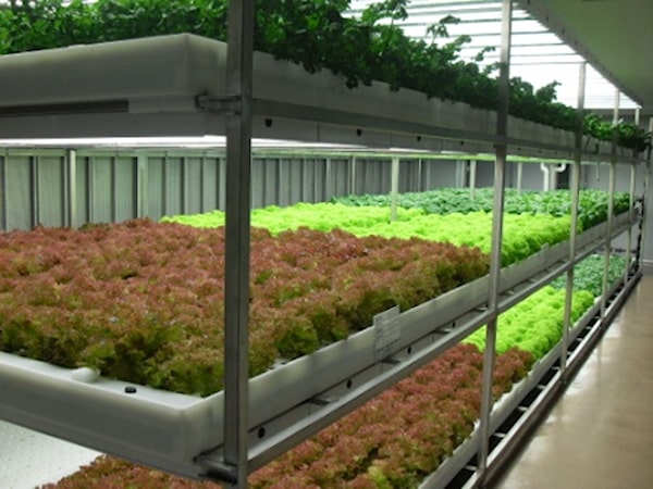 Image of growing crops in N vertical farm company
