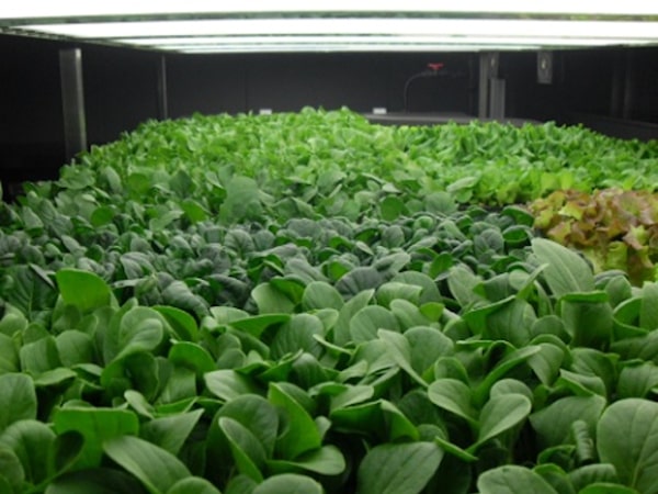 Image of growing crops in N vertical farm company