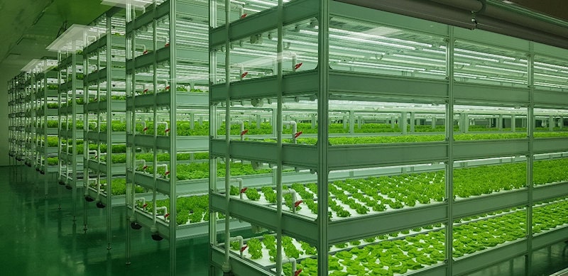 Image of vertical farm of N vertical farm company